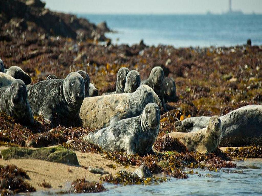 129 ILE DE MOLENE_000046.jpg